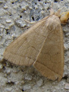 Zanclognatha tarsipennalis.JPG