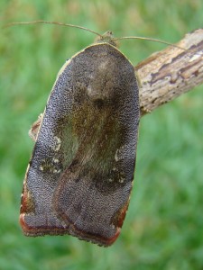 Noctua janthe.JPG