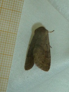 Orthosia incerta 1452 Lissieu 11 04 2015 011 (2).JPG