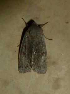 Conistra ligula 1216 Lissieu 12 04 2015 037.JPG