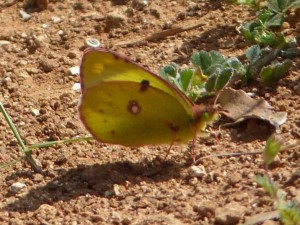 Colias Saint Geniès des Mourgues.JPG