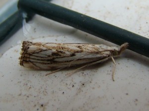 Catoptria falsella.JPG