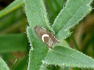 Grapholita Cydia lunulana St Jean des Vignes 12 04 2015 020.JPG