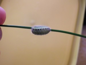IMGP0038.JPG