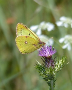 Colias Aubais (2).JPG