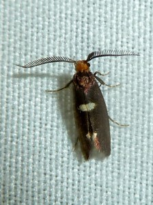 Incurvaria masculella m 0220 Lissieu 24 04 2015 019.JPG