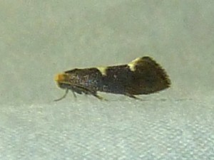 Incurvaria masculella f 0220 Lissieu 23 04 2015 070.JPG