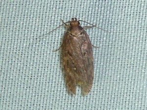 possible  Hofmannophila pseudospretella 1248 Lissieu 24 04 2015 022.JPG