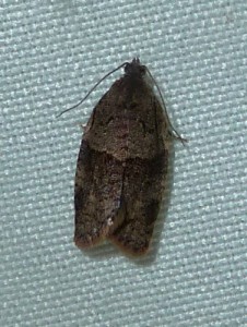 Syndemis musculana 1952 Lissieu 23 04 2015 013 (2).JPG