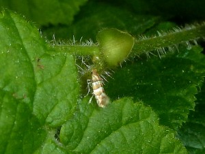 Phyllonorycter nicellii BoisdAlix 09 05 2015 007.JPG