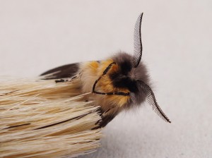Diaphora mendica c.jpg