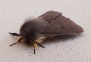 Diaphora mendica b.jpg