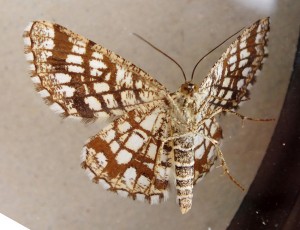 Chiasmia clathrata b.jpg