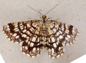 Chiasmia clathrata a.jpg