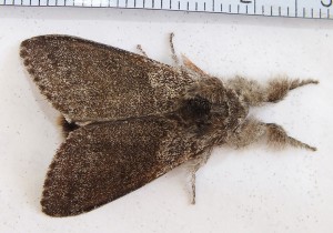 Calliteara pudibunda a.jpg