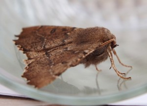 noctuelle c.jpg