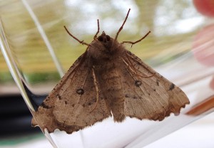 noctuelle b.jpg