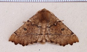 noctuelle a.jpg