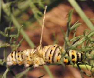 chenille machaon tachée fin 21h47 2009.07.12 (3%).JPG