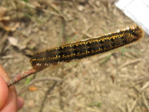 Euthrix potatoria (2).JPG