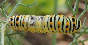 chenille machaon tachée 2009.07.12 à 9h20 %.JPG