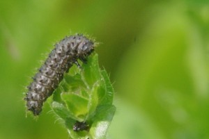 fausse chenille noire  galeruca.JPG