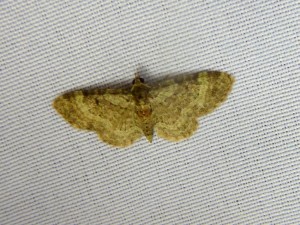 suggestion Eupithecia haworthiata 438 Lissieu 12 05 2015 039.JPG