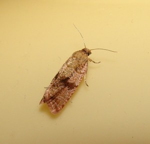 Celypha striana (2).JPG