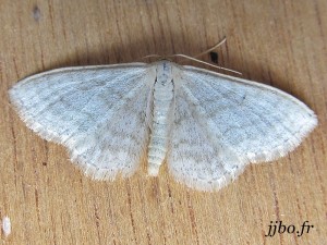 papillon-349-1.jpg