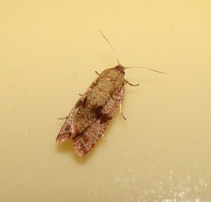 Celypha striana.JPG