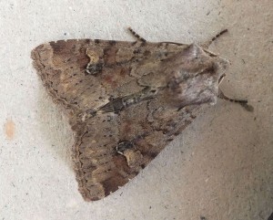 Apamea sordens a.jpg