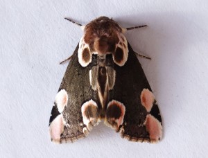 Thyatira batis a.jpg