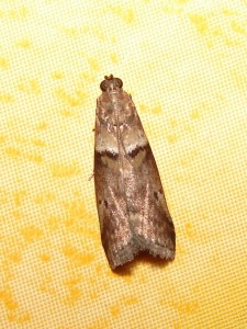 Conobathra repandana (2).JPG