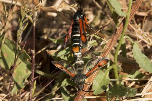 Pyropteron chrysidiformis-1394ppc.jpg