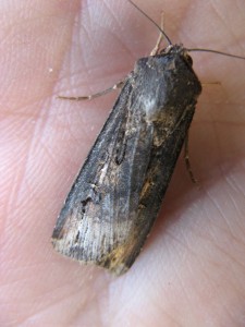 Agrotis_ipsilon (1).jpg