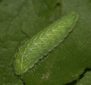 chenille verte sur prunus (5p).jpg