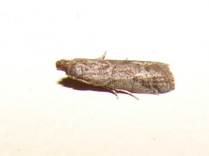 Ortholepis betulae (3).JPG