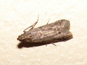 Ortholepis betulae (2).JPG