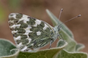 Marbré de vert.PPC-1416.jpg