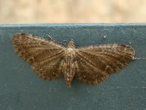 Eupithecia abbreviata (forum) - Copie.JPG