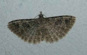 2576 Alucitidae, Alucita hexadactyla, Ornéode du chèvrefeuille 2009.07.12 (1p).JPG