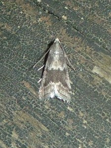 Glyphoteles (glyptoteles leucacrinella 2843  Lissieu 21 06 2015 045 (2).JPG