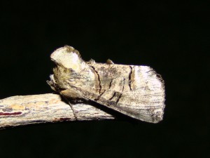 Abrostola triplasia.JPG