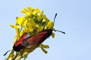 DSC02884 - Z. purpuralis ssp. nubigena.JPG