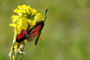 DSC02881 - Z. purpuralis ssp. nubigena.JPG