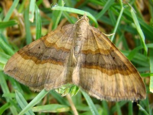 Scotopteryx chenopodiata.JPG