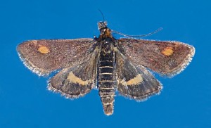 Crambidae  - Pyrausta aurata - D - 28-04-2015.JPG