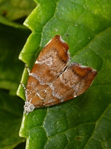 Choreutidae - Choreutis nemorana - 13-07-2015-redim1024.JPG