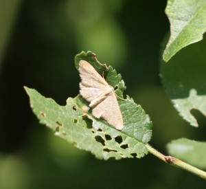 IMG_6111 - Insectes du 11.07.2015 -.jpg