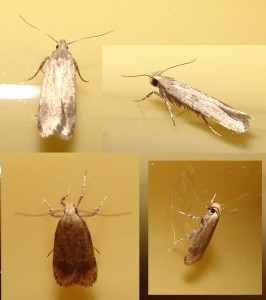 Gelechiidae 1 bis.jpg